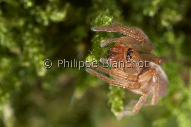 Clubionidae_0360.JPG - France, Araneae, Clubionidae, Araignée, Clubionide (Clubiona sp), Sac-spider